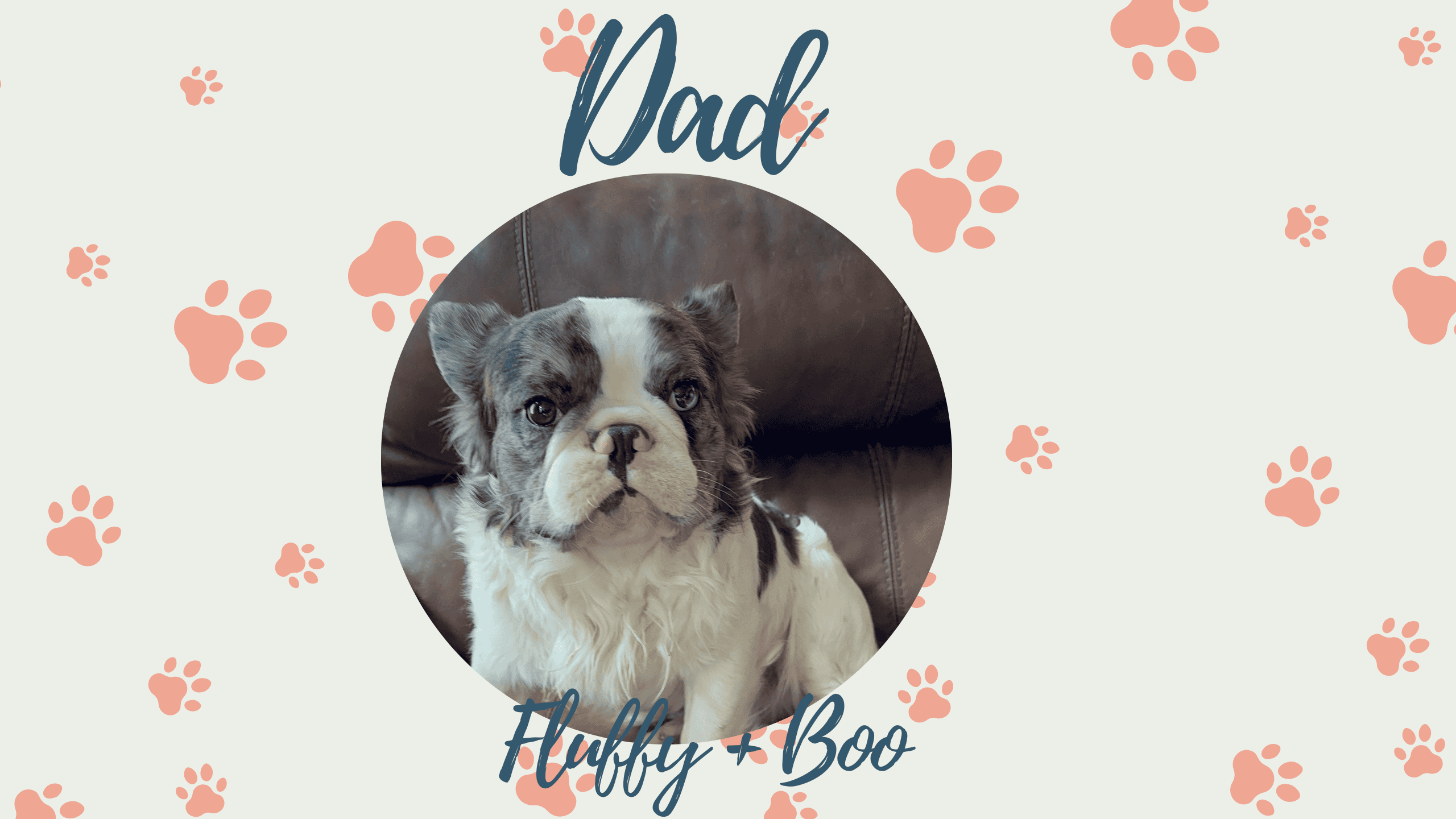 Boo & Fluffy French Bulldog Litters | Due July 31st | Pup ready in Oct 9th, 2026