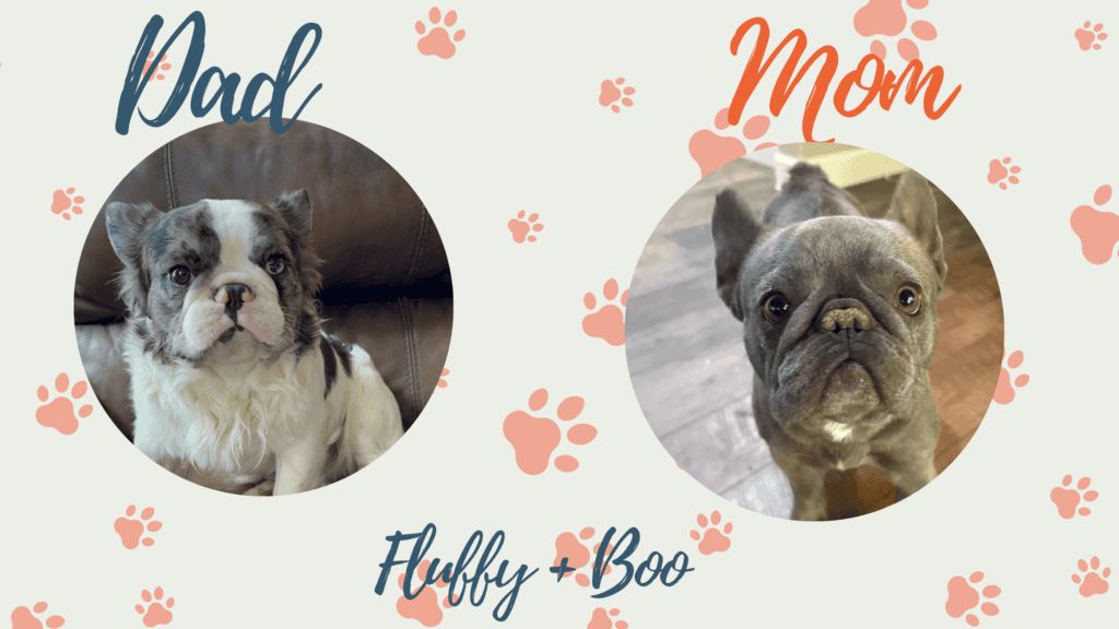 Boo & Fluffy French Bulldog Litters | Due July 31st | Pup ready in Oct 9th, 2026