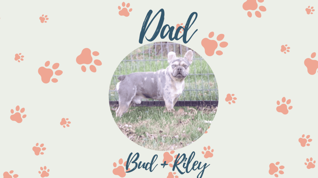Riley & Bud French Bulldog Litters | Born June 18th | Pup ready in Aug 27th, 2026