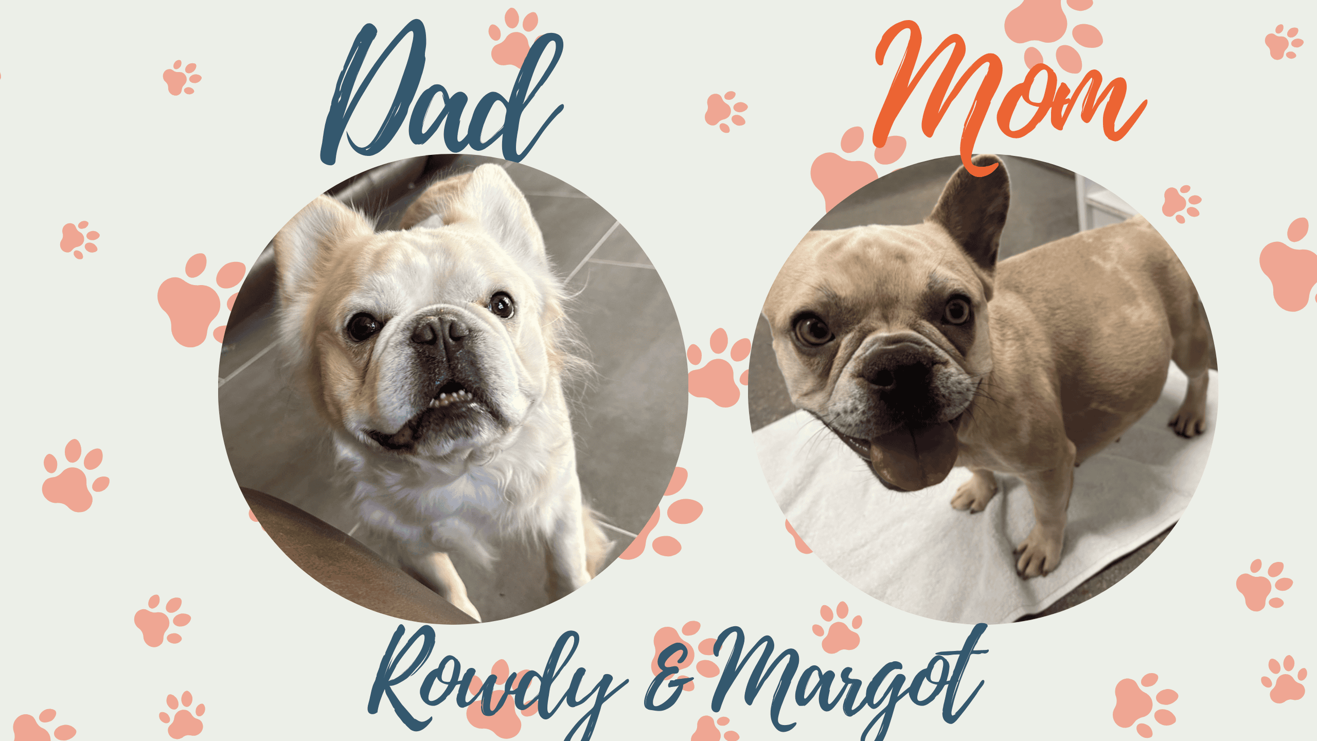 Rowdy & Margot French Bulldog Litters
