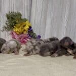 Riley & Bud French Bulldog Litters | Born June 18th | Pup ready in Aug 27th, 2026