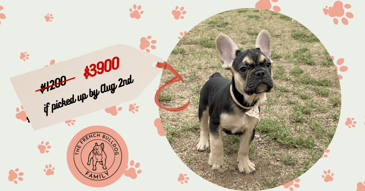 Oreo | Black & Tan French Bulldog Male | Available Now