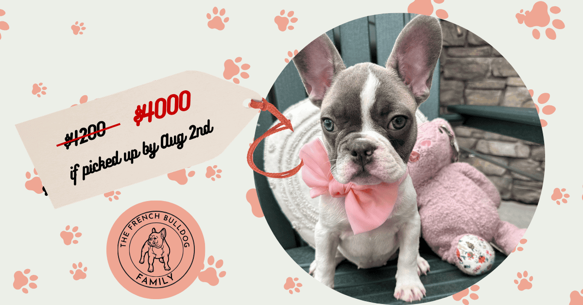 Petunia | Blue Fawn Pied French Bulldog Female | Available Now