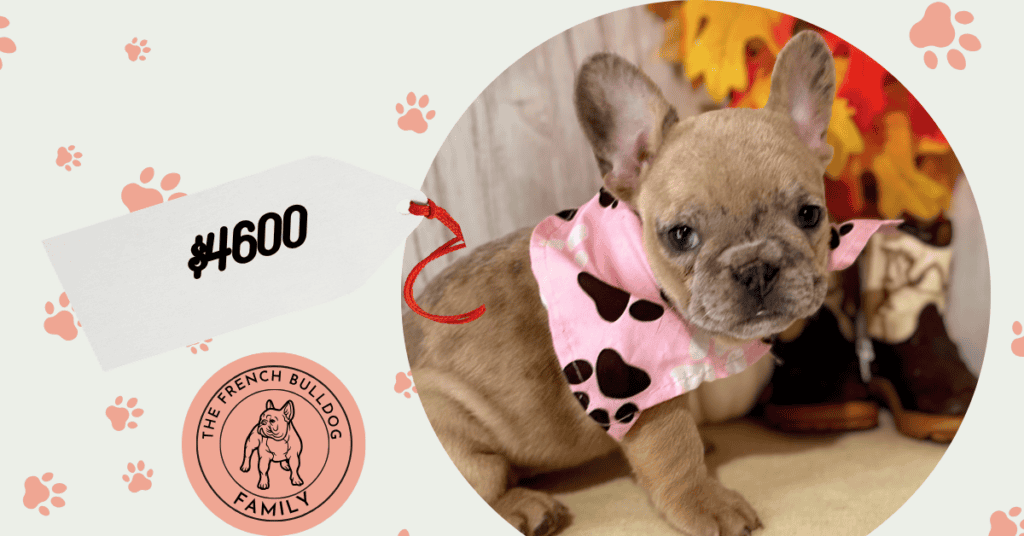 Eloise | Fawn Merle French Bulldog Female | Available Oct 17th, 2026