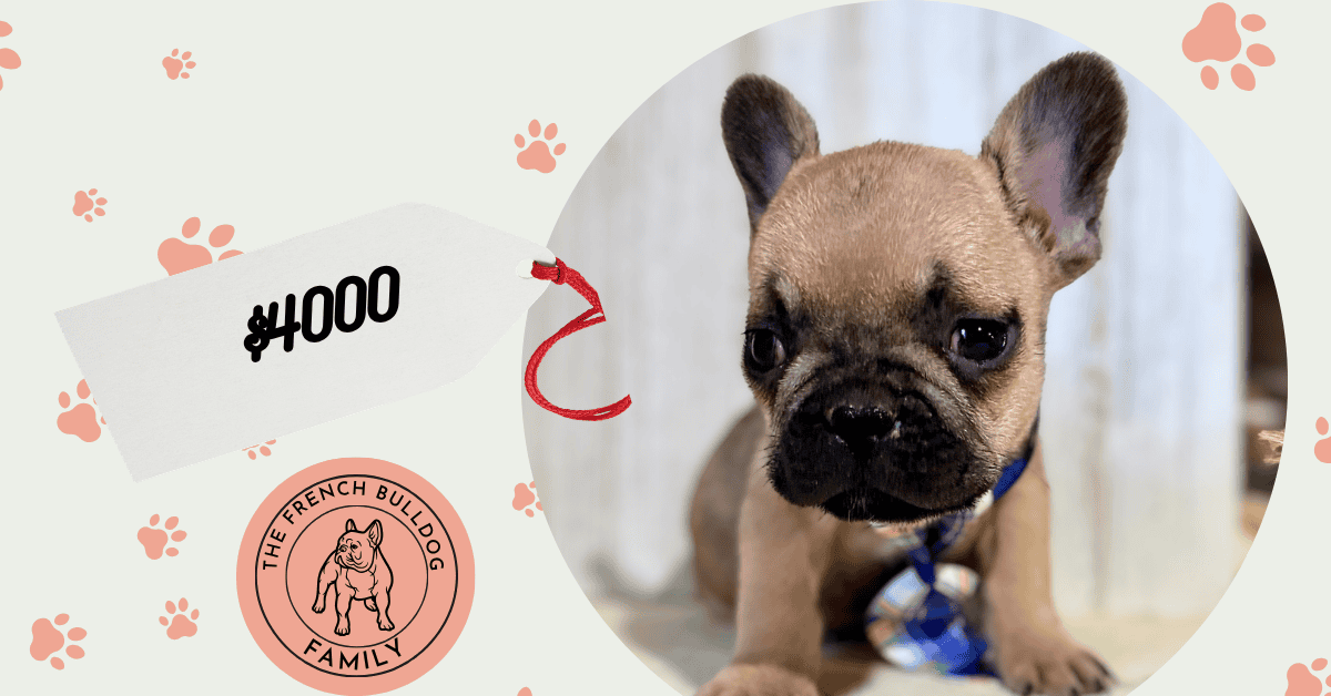 Elvis | Sable French Bulldog Male | Available Oct 17th, 2026