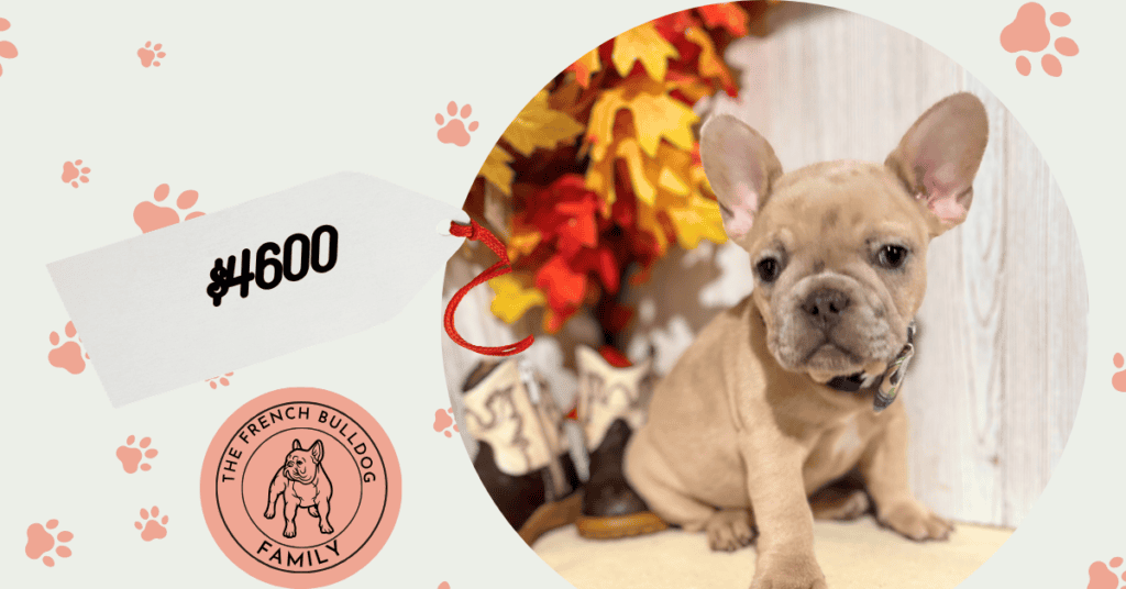 Ember | Blue Fawn Merle French Bulldog Female | Available Oct 17th, 2026