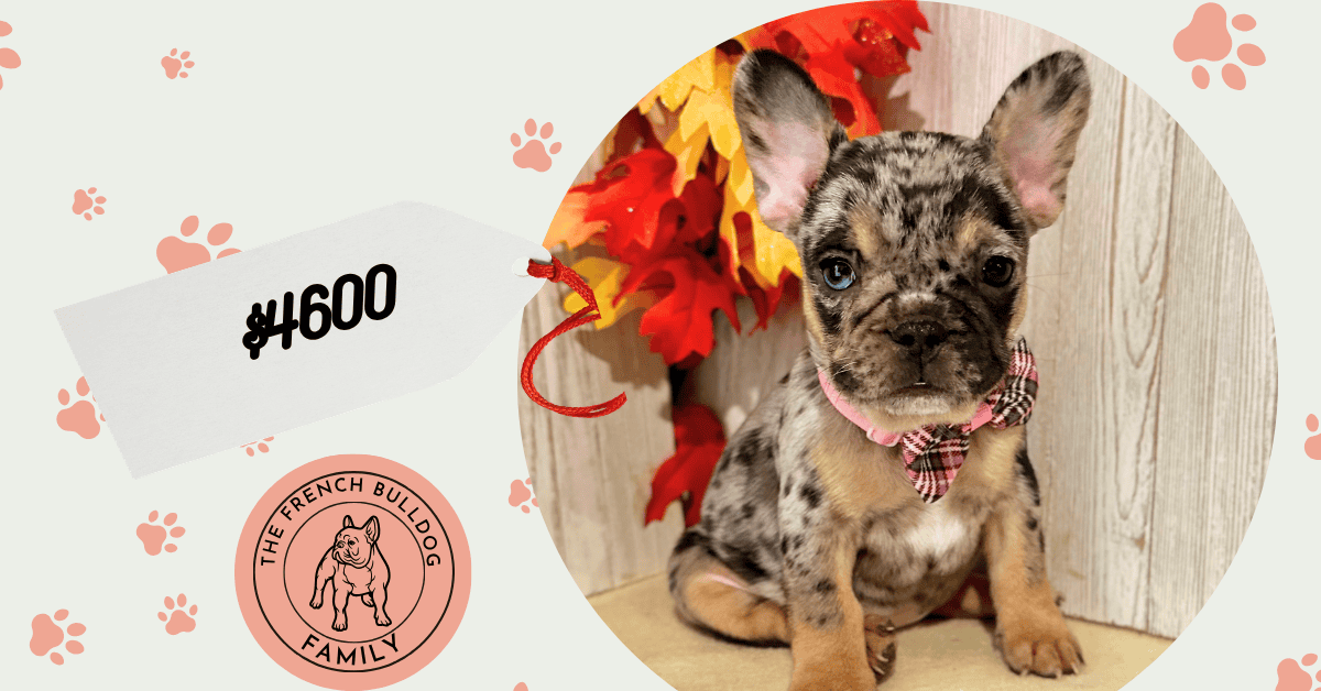 Esther | Black Merle French Bulldog Female | Available Oct 17th, 2026