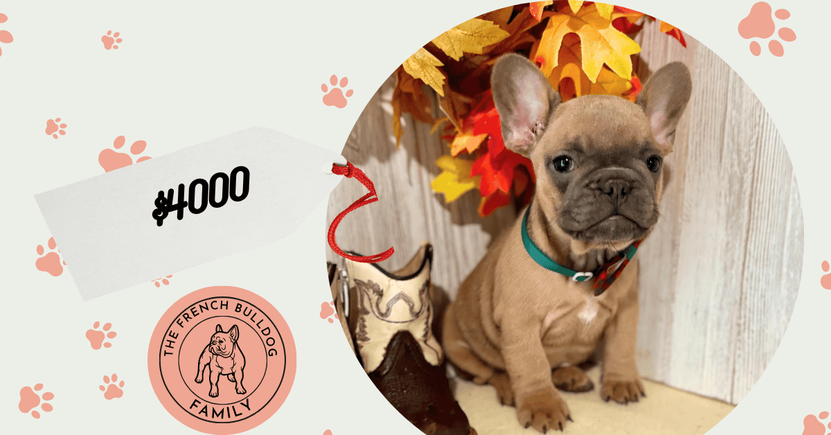 Evie | Fawn French Bulldog Female | Available Oct 17th, 2026