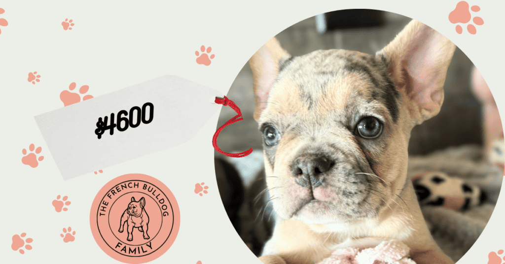 Odyssey | Blue Merle French Bulldog Female | Available July 11th, 2026