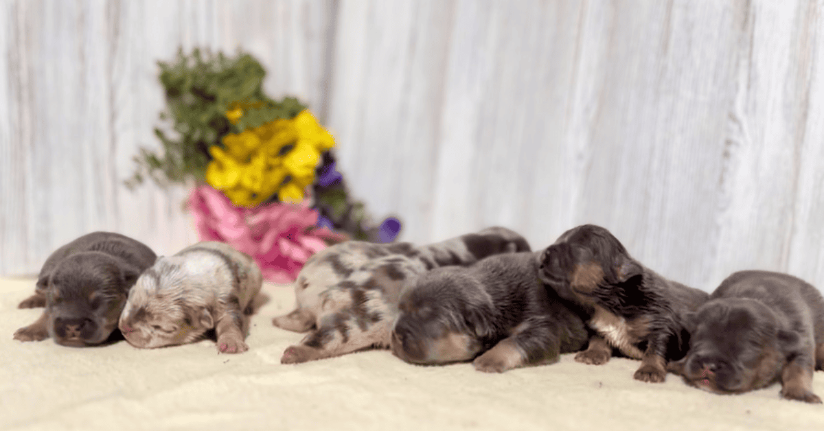 Riley & Bud French Bulldog Litters | Born June 18th | Pup ready in Aug 27th, 2026