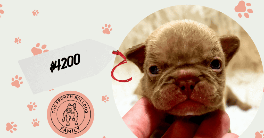 Xylo | Chocolate French Bulldog Male | Available Sep 5th, 2026