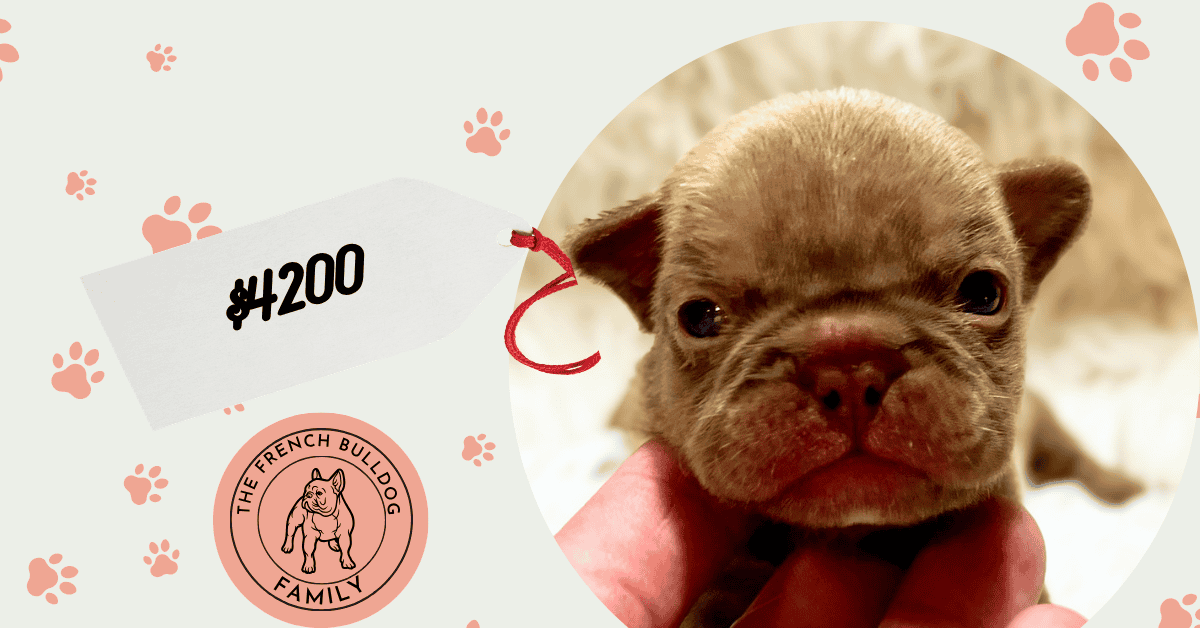 Xylo | Chocolate French Bulldog Male | Available Sep 5th, 2026