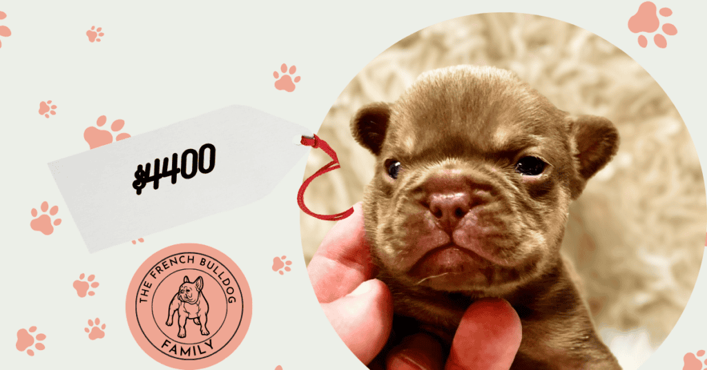 Xero | Chocolate & Tan French Bulldog Male | Available Sep 5th, 2026