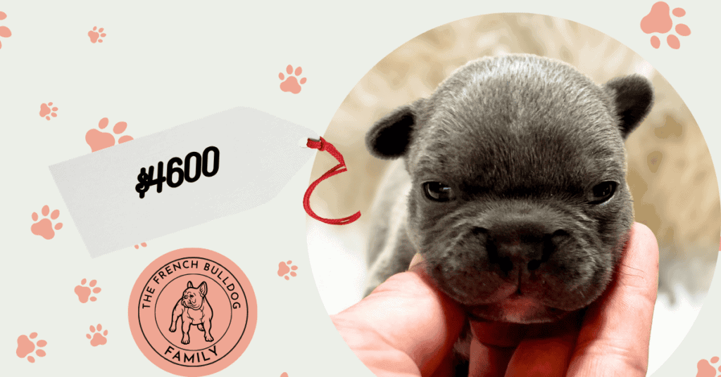 Xantos | Blue French Bulldog Male | Available Sep 5th, 2026