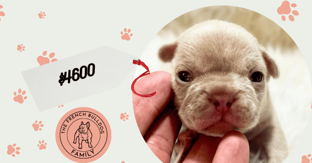 Xeno | Blue Fawn Merle French Bulldog Male | Available Sep 5th, 2026