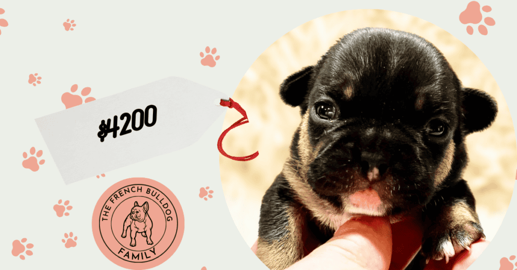Xenia | Black & Tan French Bulldog Female | Available Sep 5th, 2026