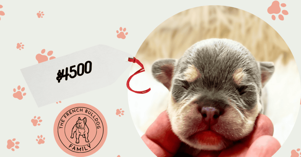 Aaron | Lilac & Tan French Bulldog Male | Available Sep 10th, 2026
