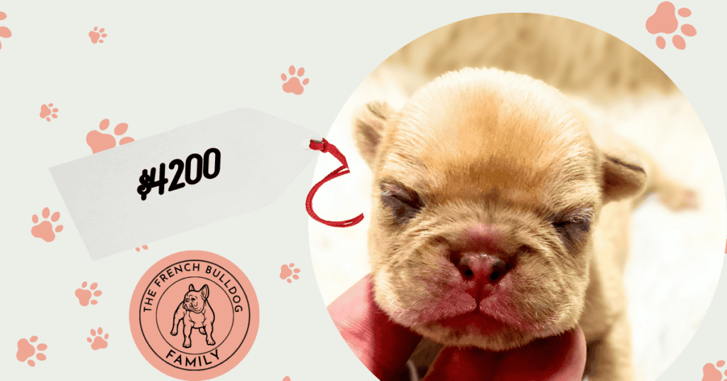Asher | Fawn Merle French Bulldog Male | Available Sep 10th, 2026