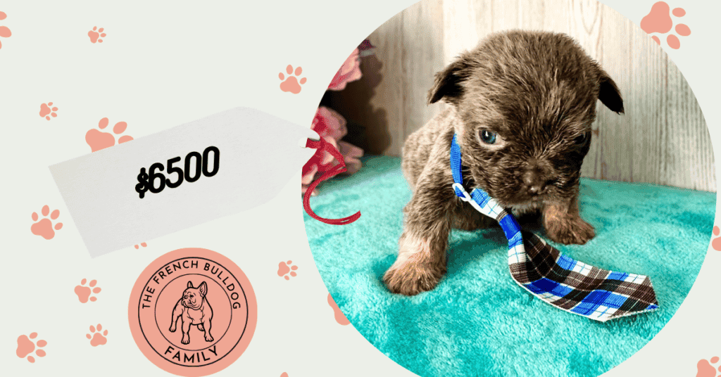 Whisper | Blue & Tan Fluffy French Bulldog Male | Available Aug 27th, 2026