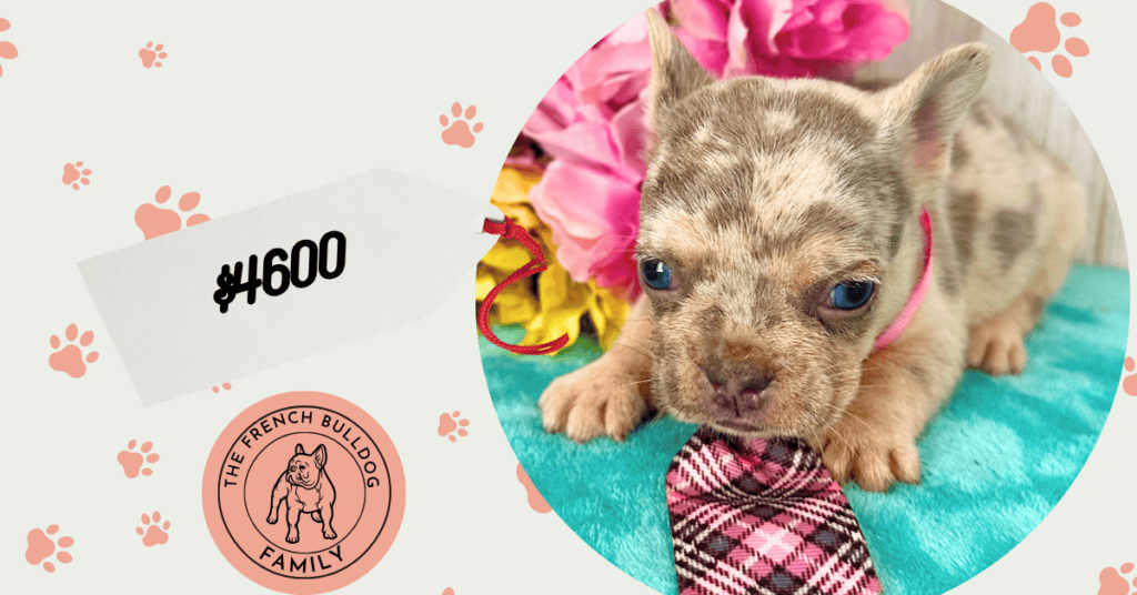Wilson | Blue Merle & Tan French Bulldog Male | Available Aug 27th, 2026