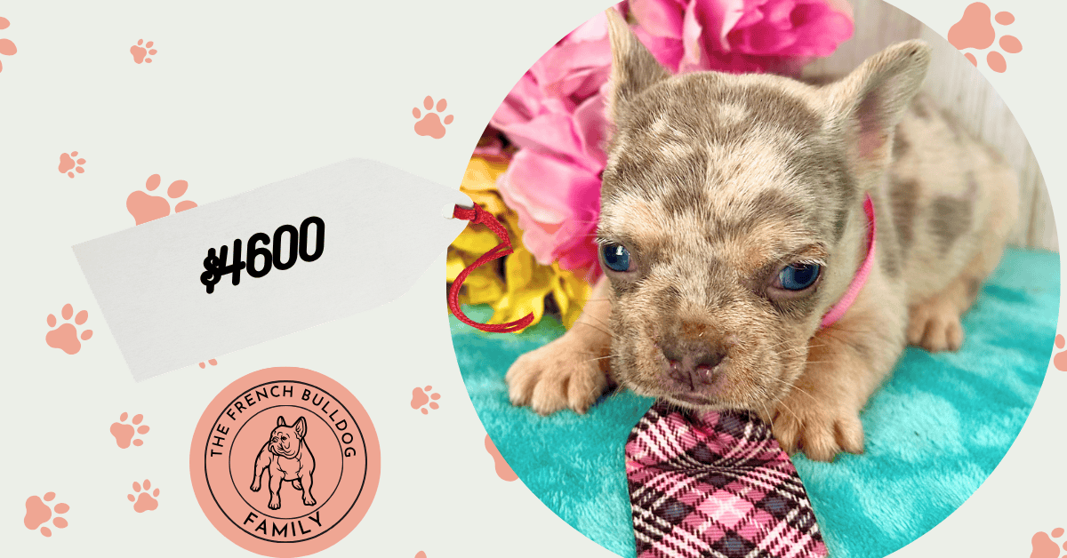 Wilson | Blue Merle & Tan French Bulldog Male | Available Aug 27th, 2026