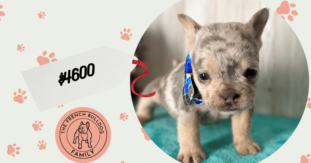 Welda | Blue Merle & Tan French Bulldog Female | Available Aug 27th, 2026