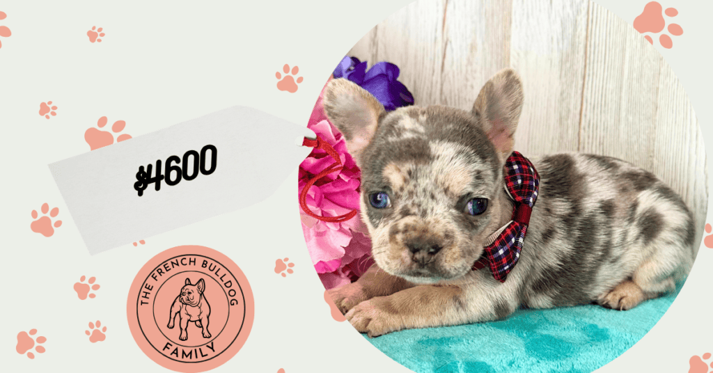 Whitney | Blue Merle French Bulldog Female | Available Aug 27th, 2026