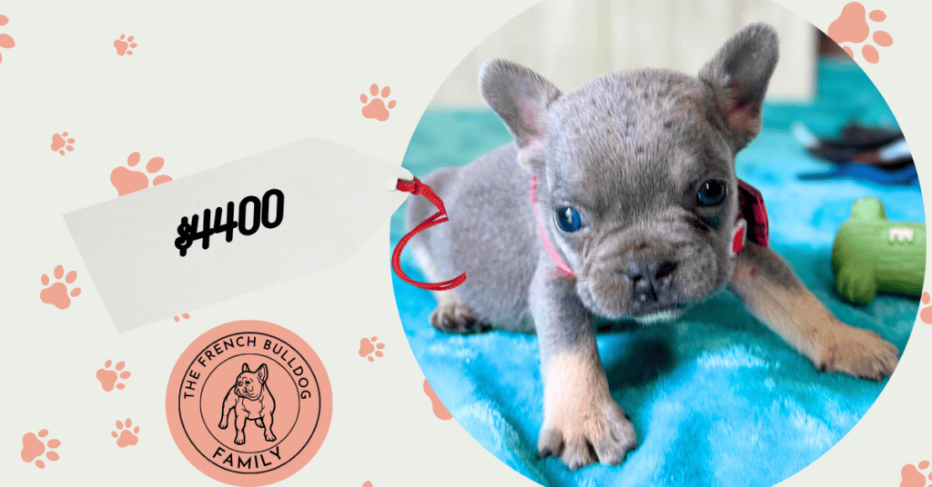 Wella | Blue & Tan French Bulldog Female | Available Aug 27th, 2026