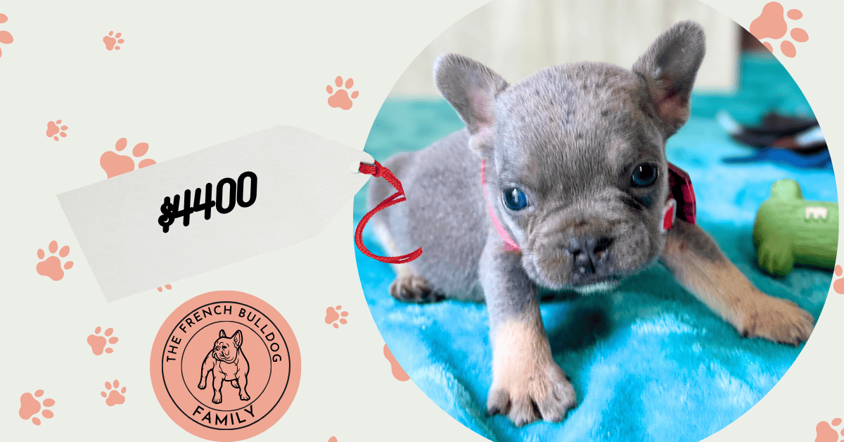 Wella | Blue & Tan French Bulldog Female | Available Aug 27th, 2026