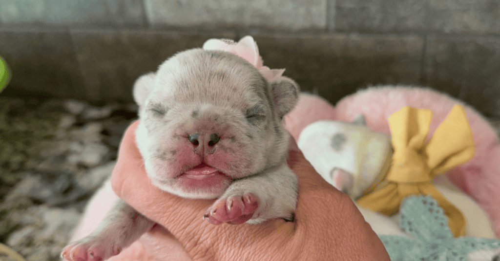 Fluffy & Maizy French Bulldog Litters | Born July 21st | Pup ready in Sep 29th, 2026