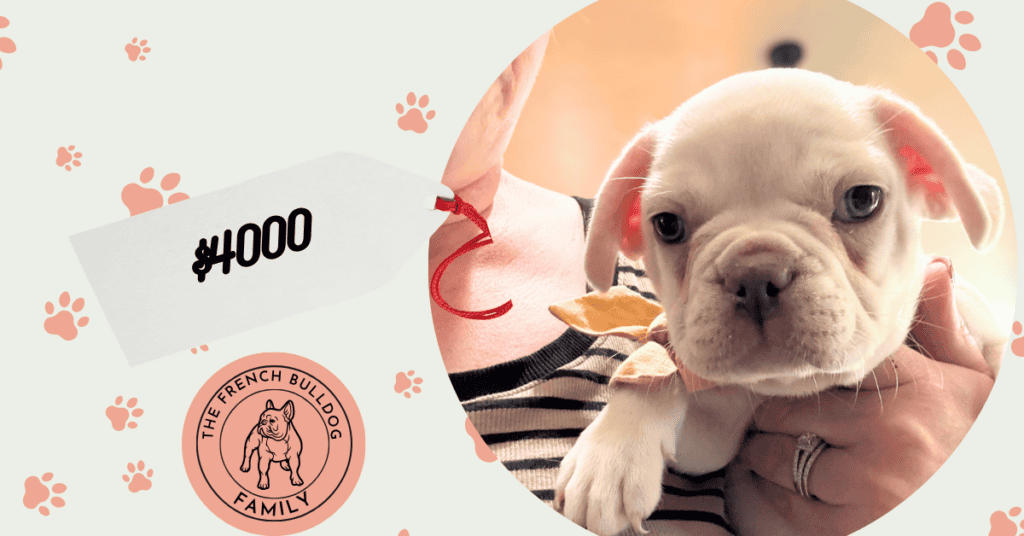 Tank | Cream French Bulldog Male | Available