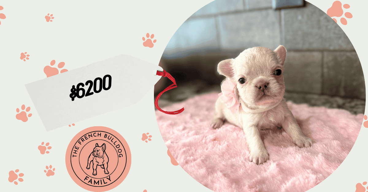 Vega | Cream Fluffy French Bulldog Female | Available Aug 15th, 2026