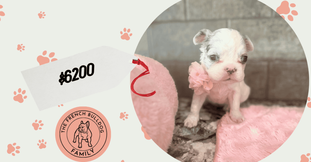 Venus | Blue Merle Pied Fluffy French Bulldog Female | Available Aug 15th, 2026