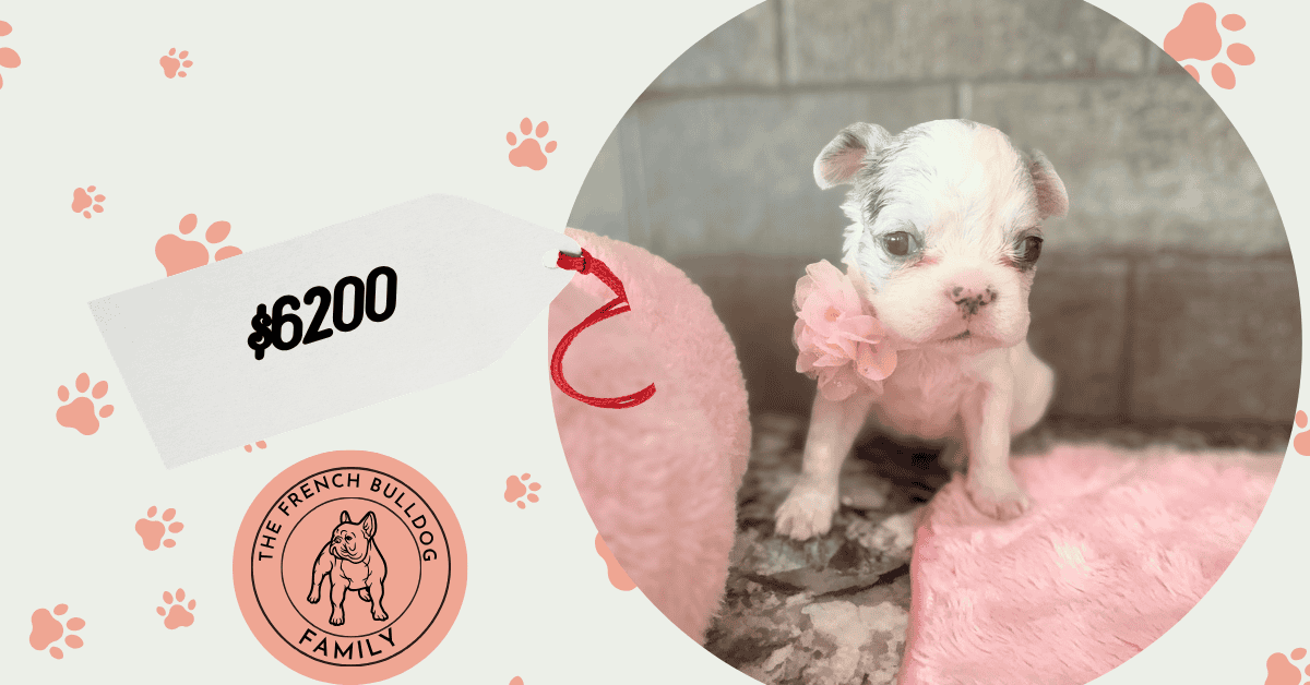 Venus | Blue Merle Pied Fluffy French Bulldog Female | Available Aug 15th, 2026