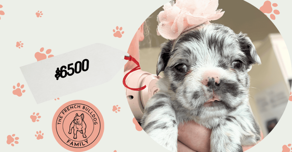 Violet | Blue Merle Pied Fluffy French Bulldog Female | Available Aug 15th, 2026