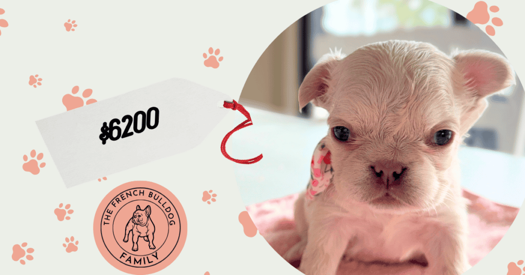 Vivienne | Cream Fluffy French Bulldog Female | Available Aug 15th, 2026