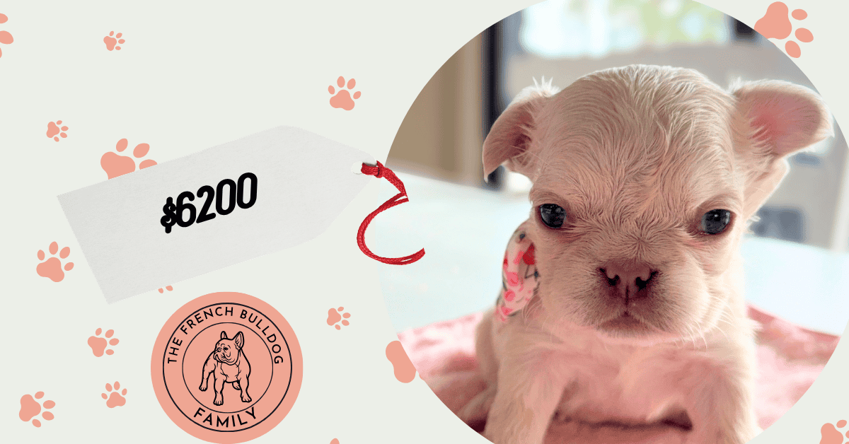 Vivienne | Cream Fluffy French Bulldog Female | Available Aug 15th, 2026