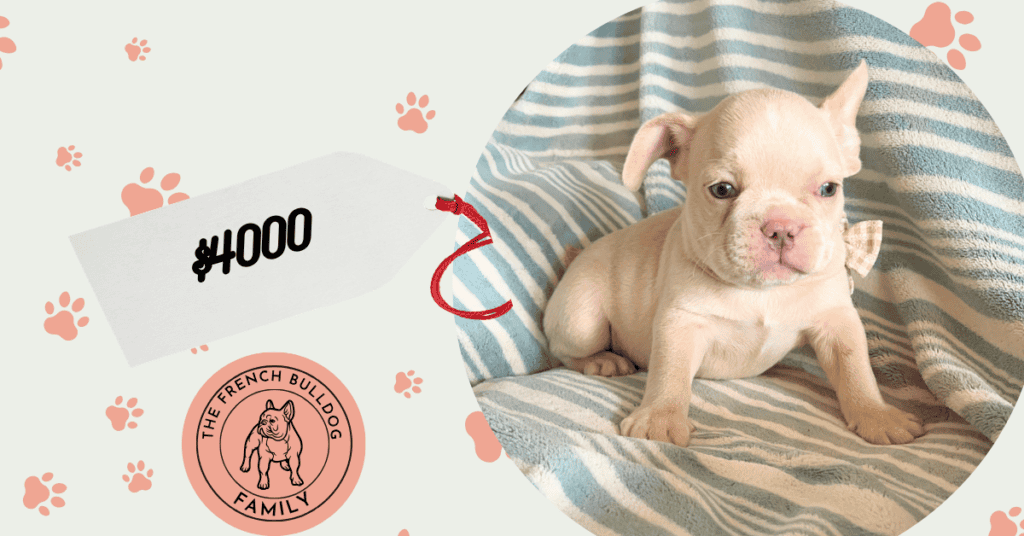 Upton | Cream French Bulldog Male | Available Aug 27th, 2026