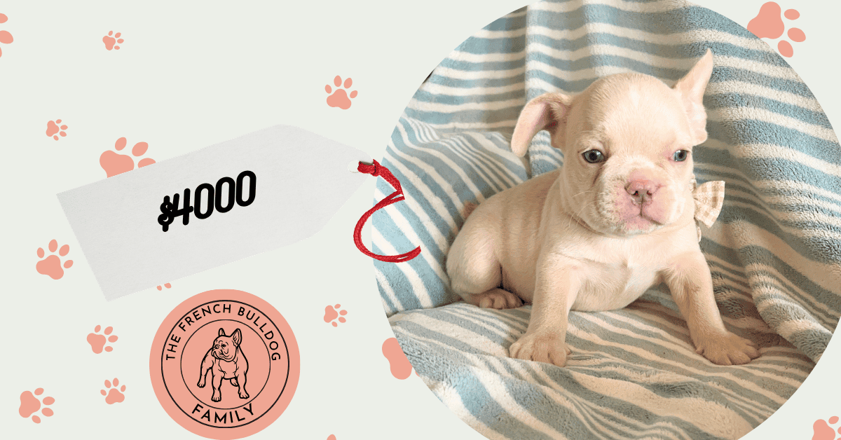 Upton | Cream French Bulldog Male | Available Aug 27th, 2026