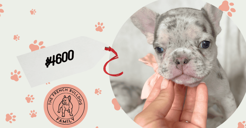 Urban | Blue Merle French Bulldog Male | Available Aug 27th, 2026