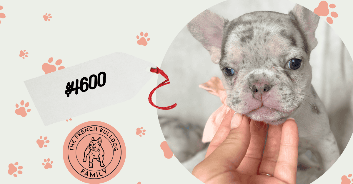 Urban | Blue Merle French Bulldog Male | Available Aug 27th, 2026