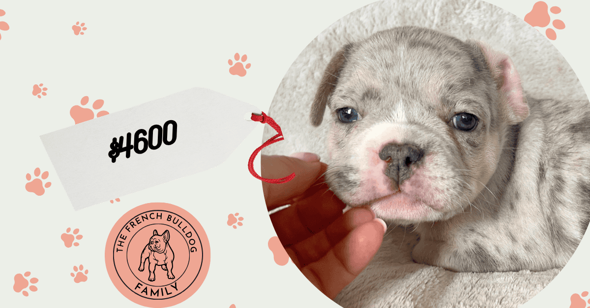 Ulysses | Blue Merle French Bulldog Male | Available Aug 27th, 2026
