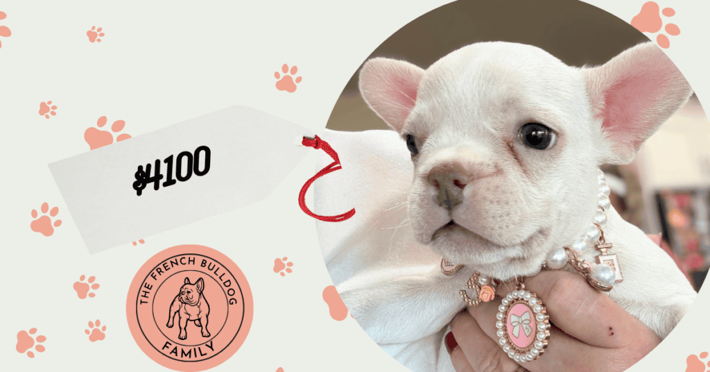 Unicorn | Cream French Bulldog Female | Available Aug 27th, 2026