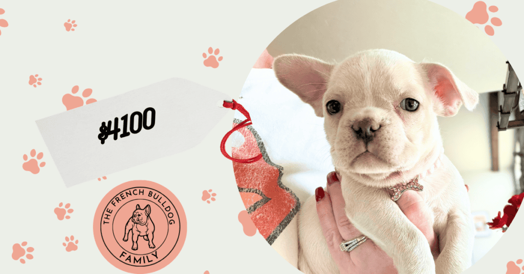 Unity | Cream French Bulldog Female | Available Aug 27th, 2026