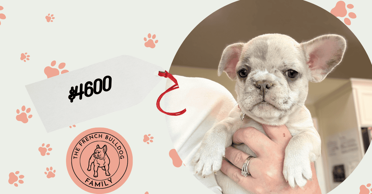 Unique | Blue Fawn Merle French Bulldog Female | Available Aug 27th, 2026