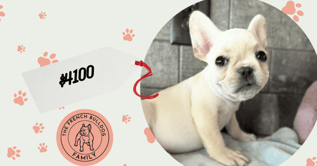 Sugar | Cream French Bulldog Female | Available Now