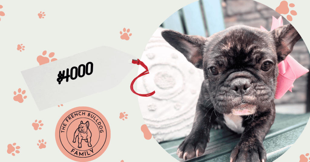 Nikki | Brindle French Bulldog Female | Available Now