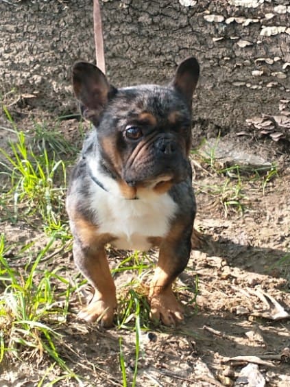 Pepper Frenchie's parents