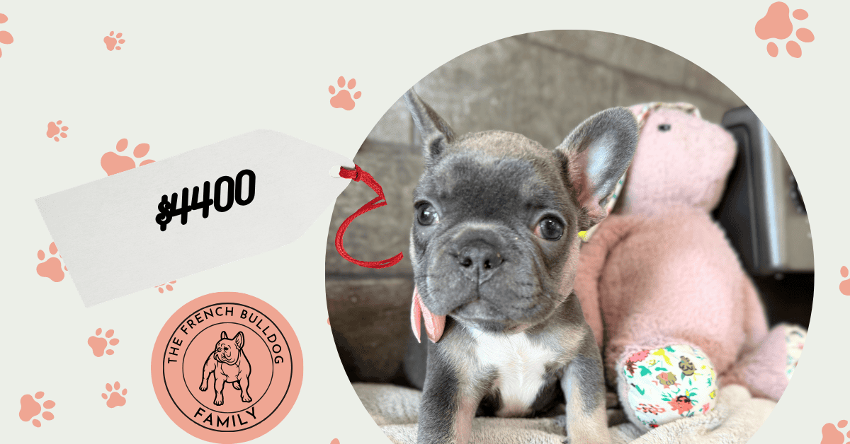 Dolly | Blue & Tan French Bulldog Female | Available Sep 19th, 2026