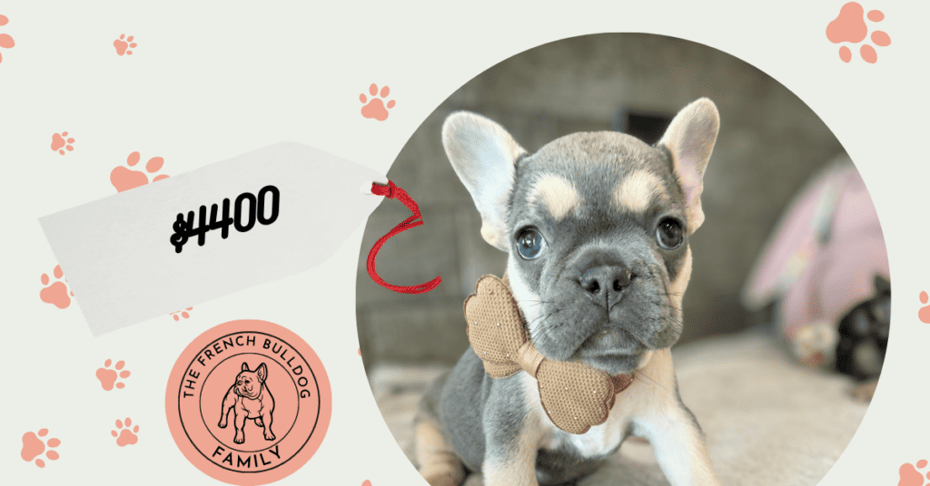 Daisy | Blue Merle & Tan French Bulldog Female | Available Sep 19th, 2026
